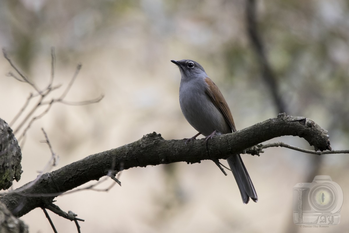 Brown-backed Solitaire - Damian Olay Romero