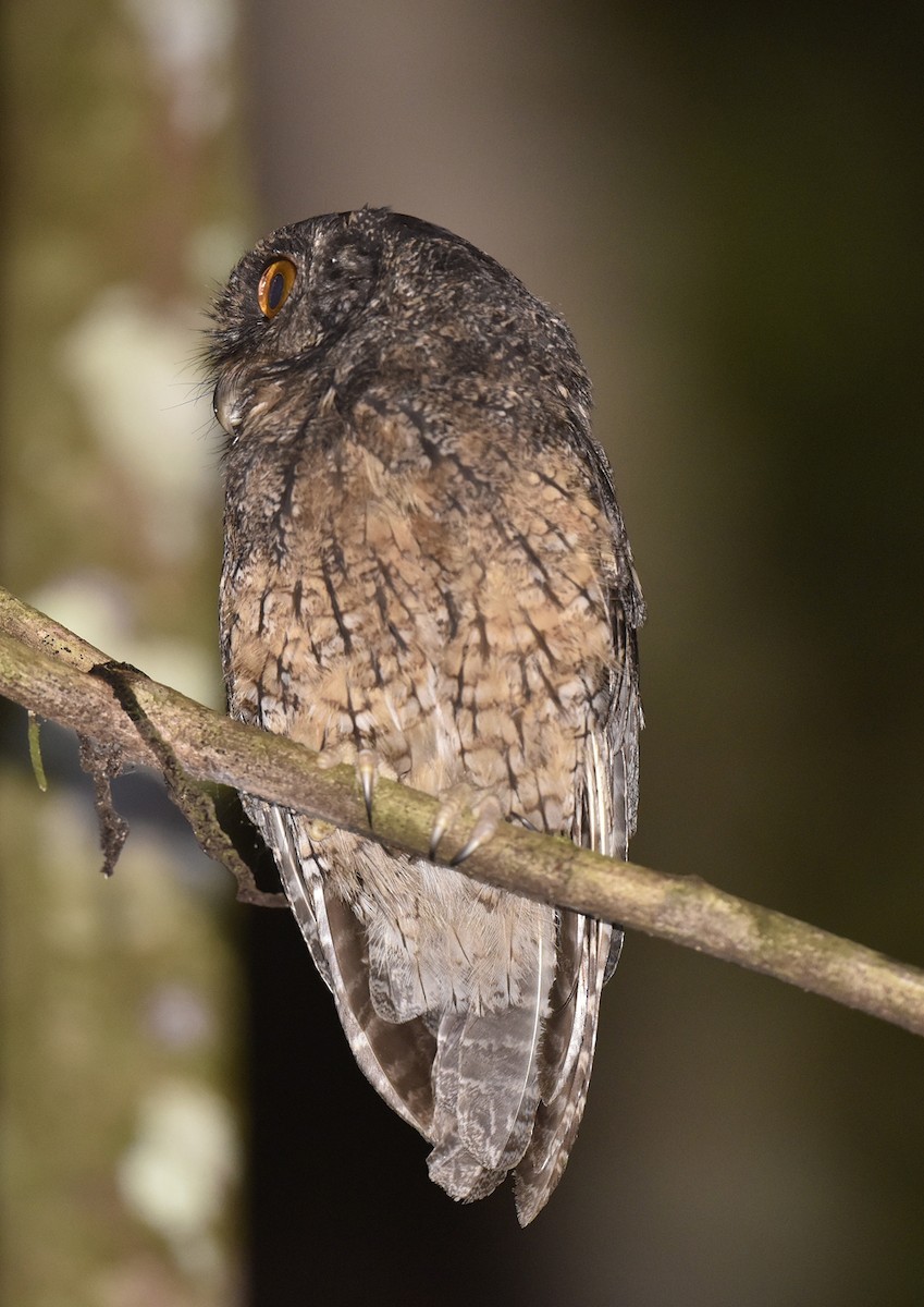 Tawny-bellied Screech-Owl - ML135095131