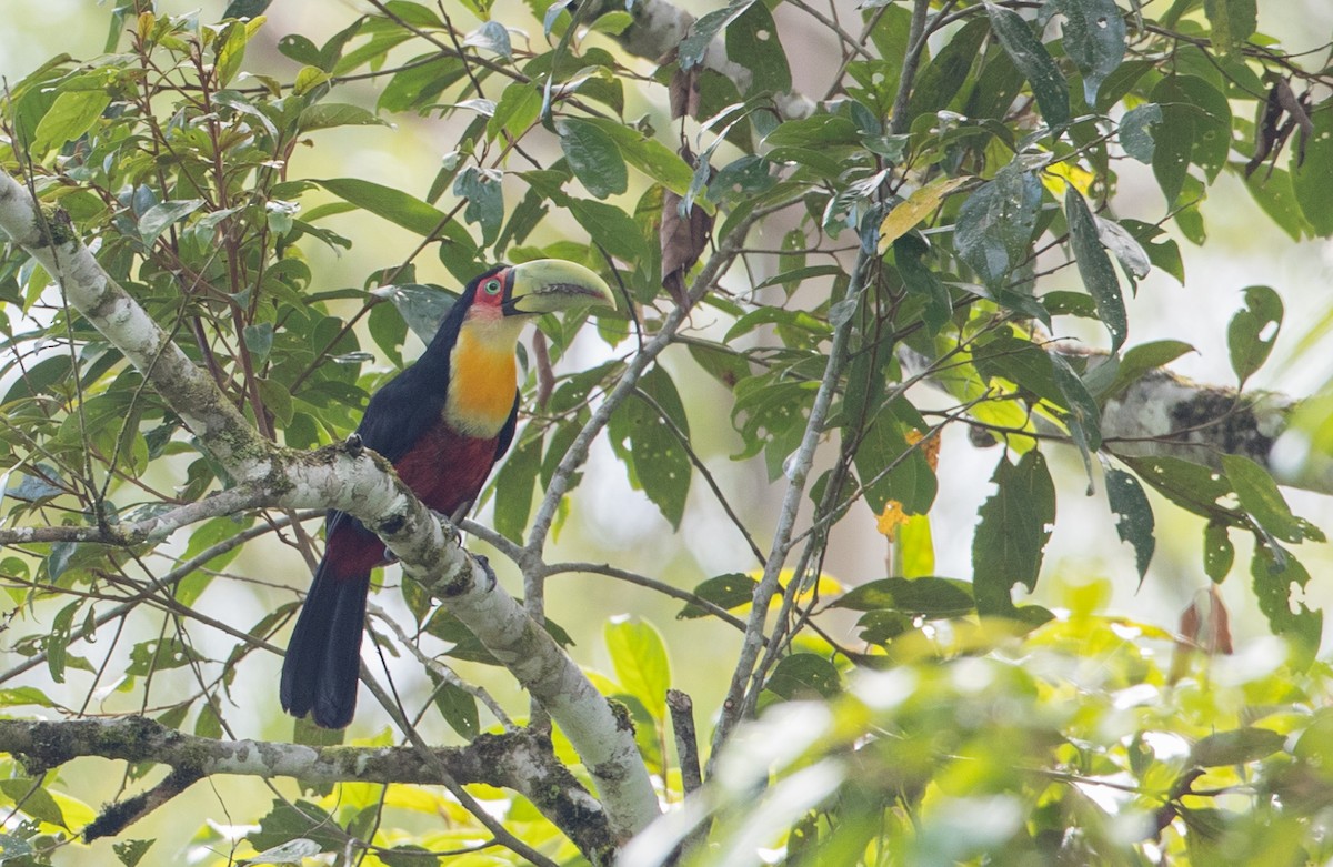 Red-breasted Toucan - Ian Davies