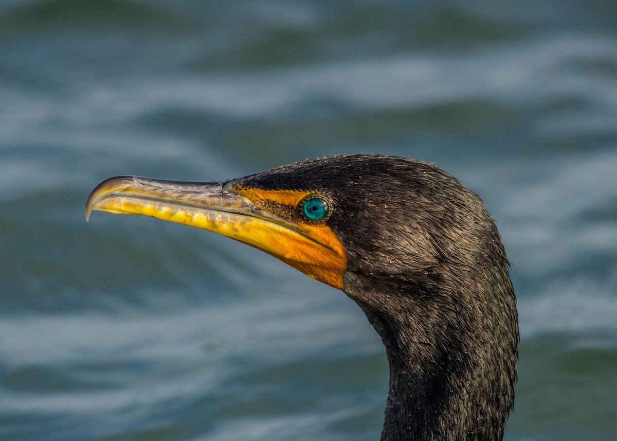 Double-crested Cormorant - Tom Lally