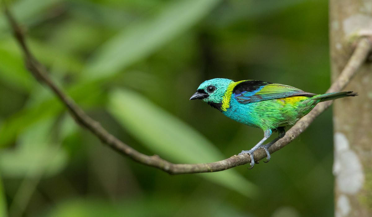 Green-headed Tanager - ML135097741