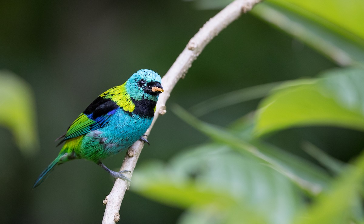 Green-headed Tanager - ML135097751