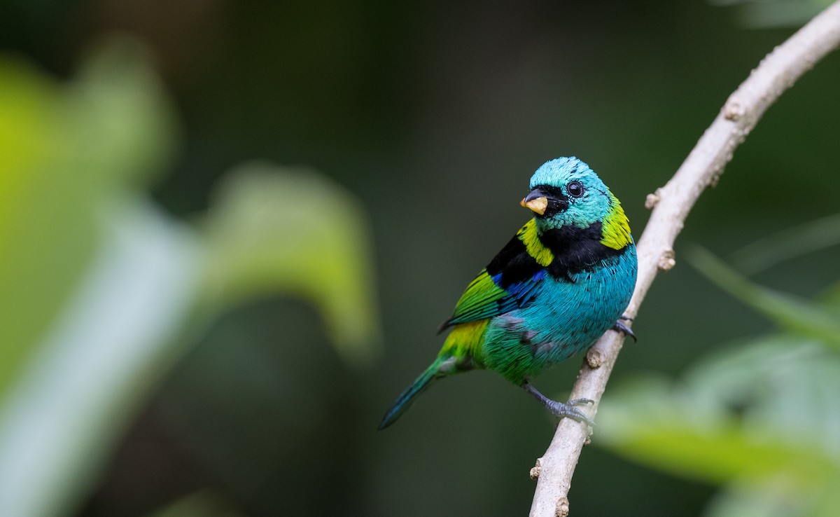 Green-headed Tanager - ML135097761