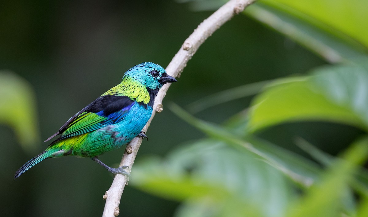 Green-headed Tanager - ML135097771