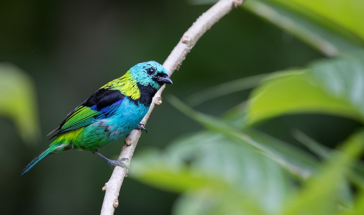 Green-headed Tanager - ML135097781
