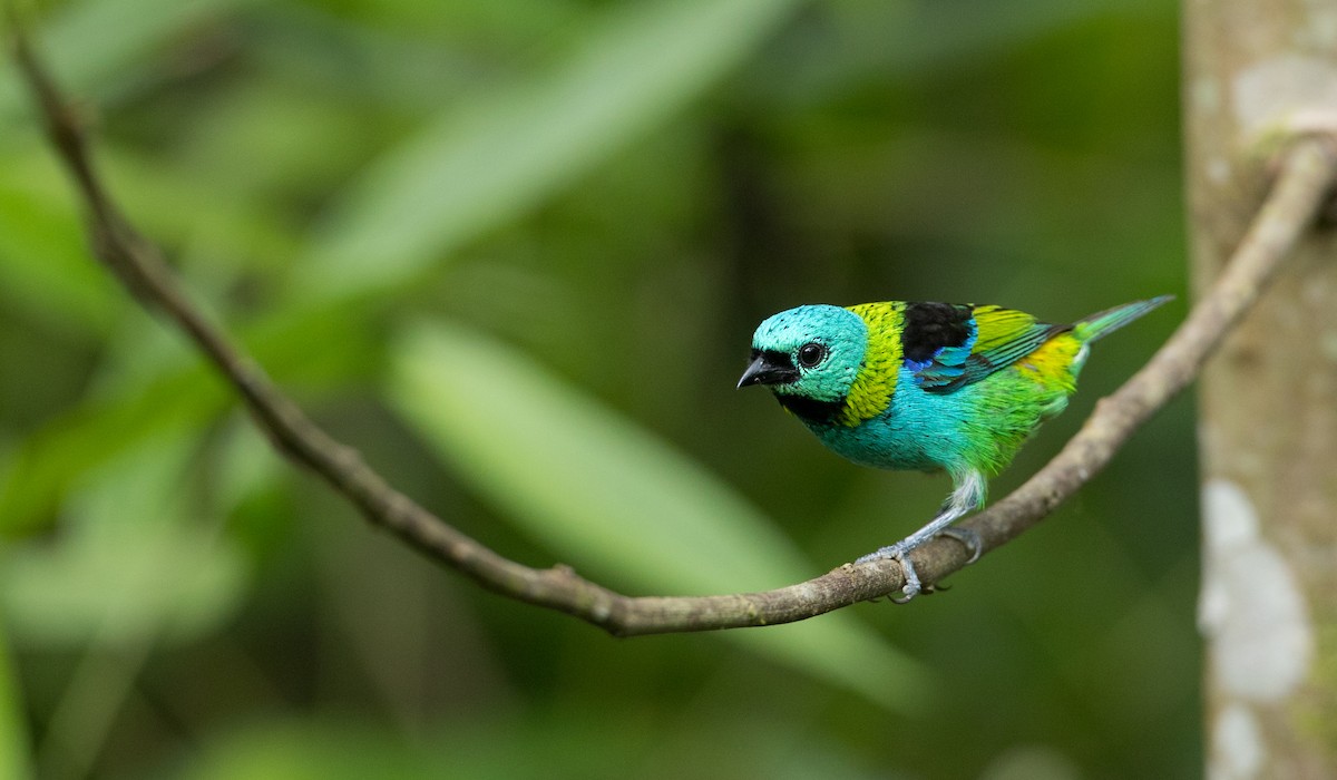 Green-headed Tanager - ML135097791