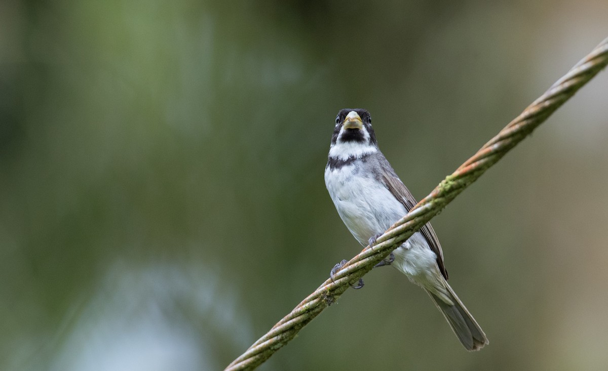 Double-collared Seedeater - ML135098091