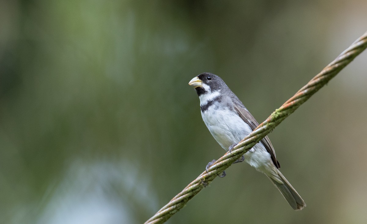 Double-collared Seedeater - ML135098101
