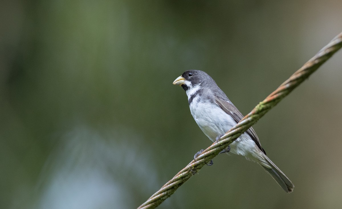 Double-collared Seedeater - ML135098111