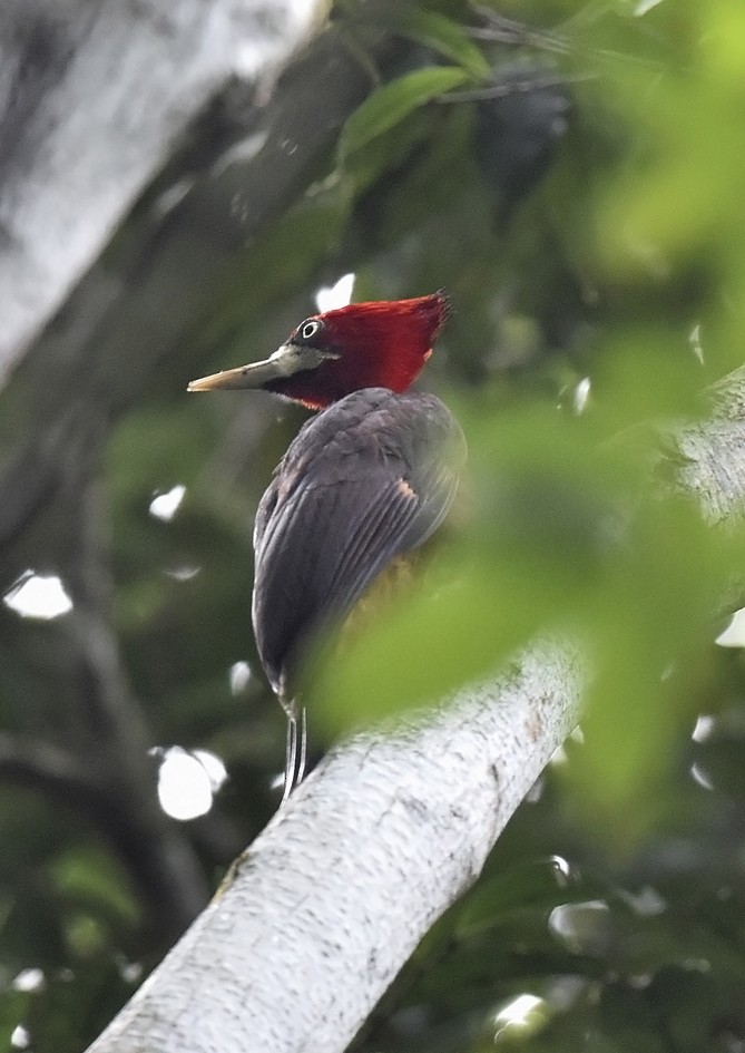 Red-necked Woodpecker - ML135098841
