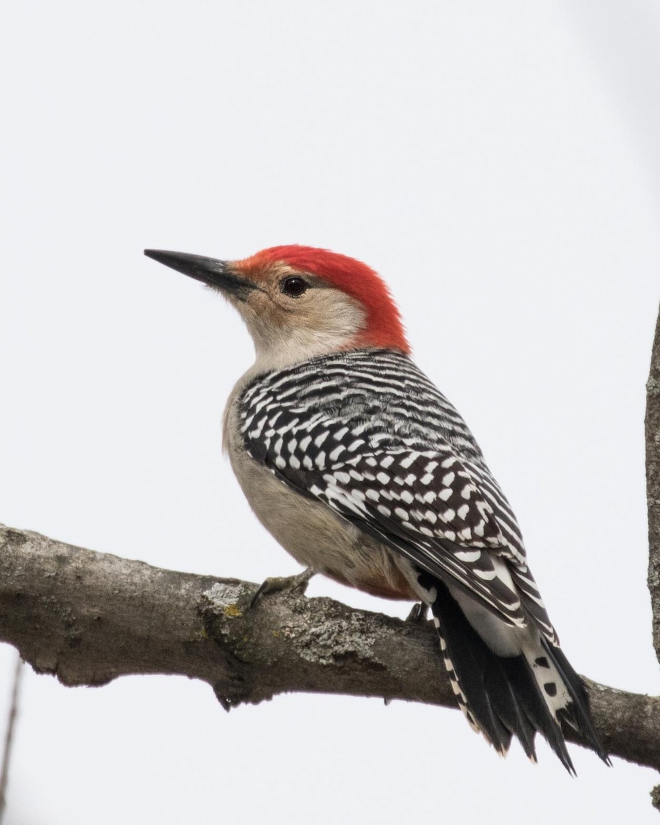 Red-bellied Woodpecker - ML135100141