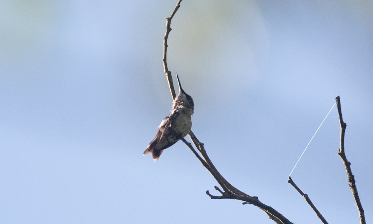 hummingbird sp. - Ian Davies
