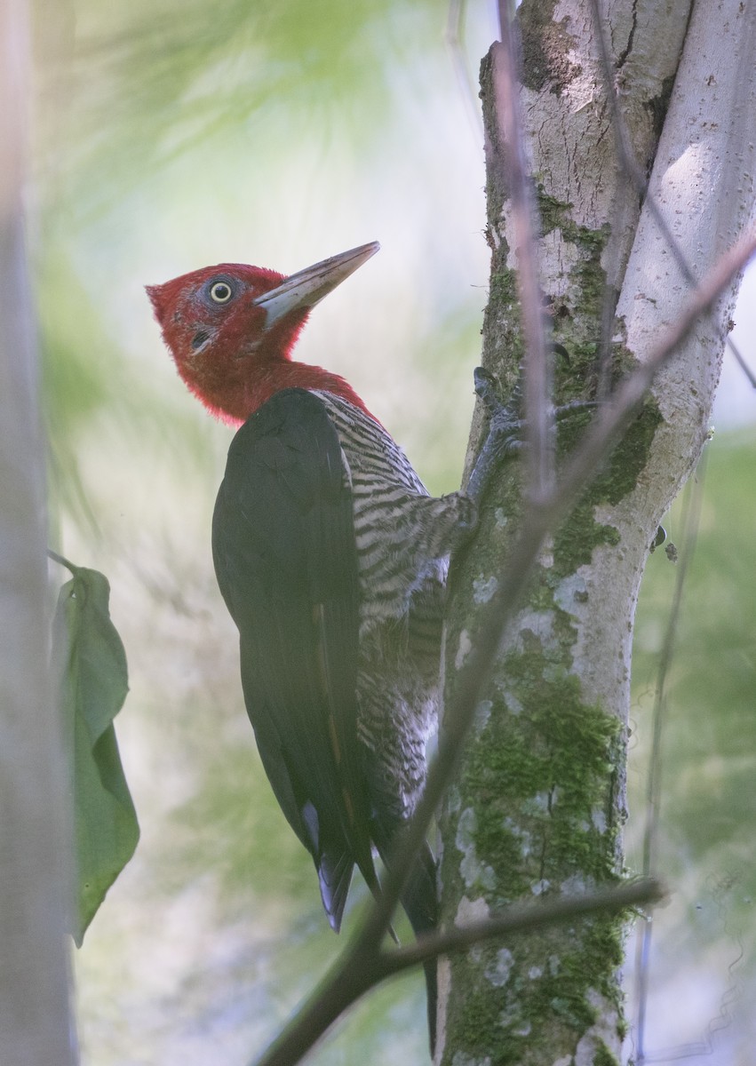 Robust Woodpecker - Ian Davies