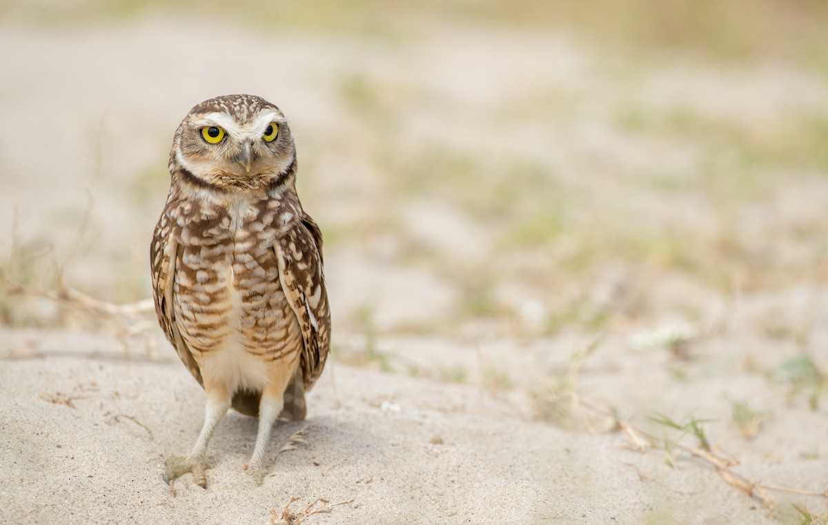 Burrowing Owl - Ian Davies