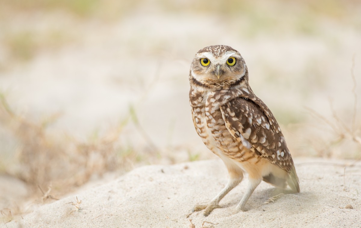 Burrowing Owl - Ian Davies