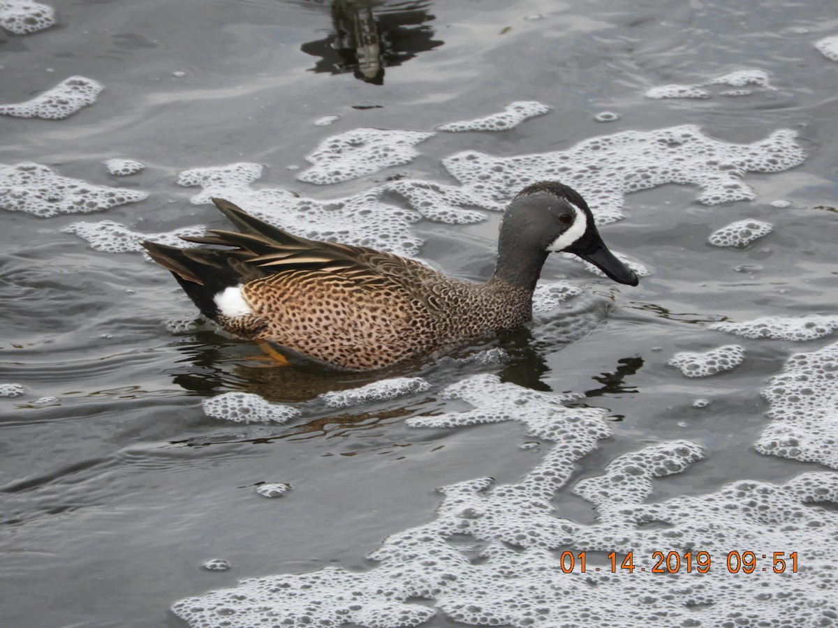 Blue-winged Teal - Charles  Ritter