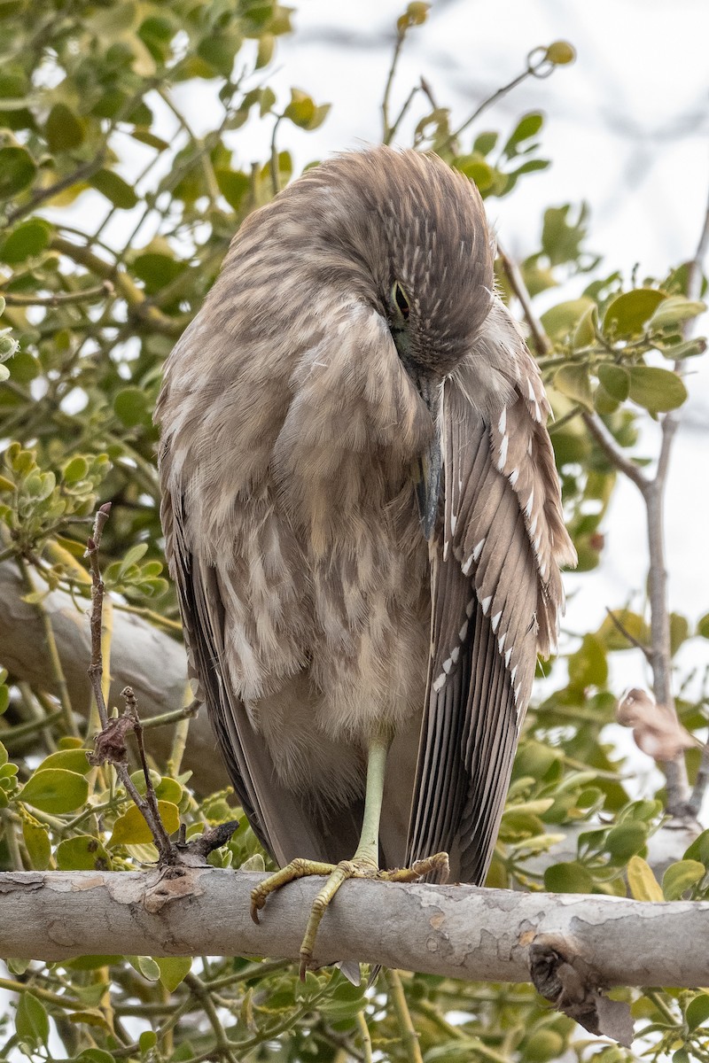 Black-crowned Night Heron - James Kendall
