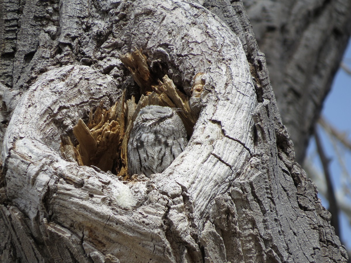 Western Screech-Owl - deidre asbjorn