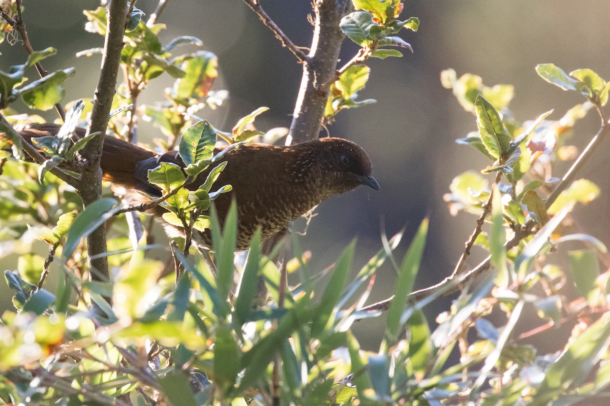 Brown-capped Laughingthrush - ML135119201