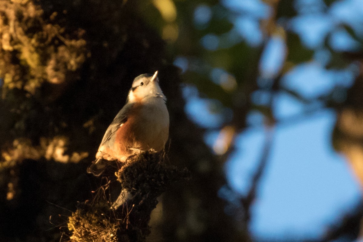 White-browed Nuthatch - ML135119631
