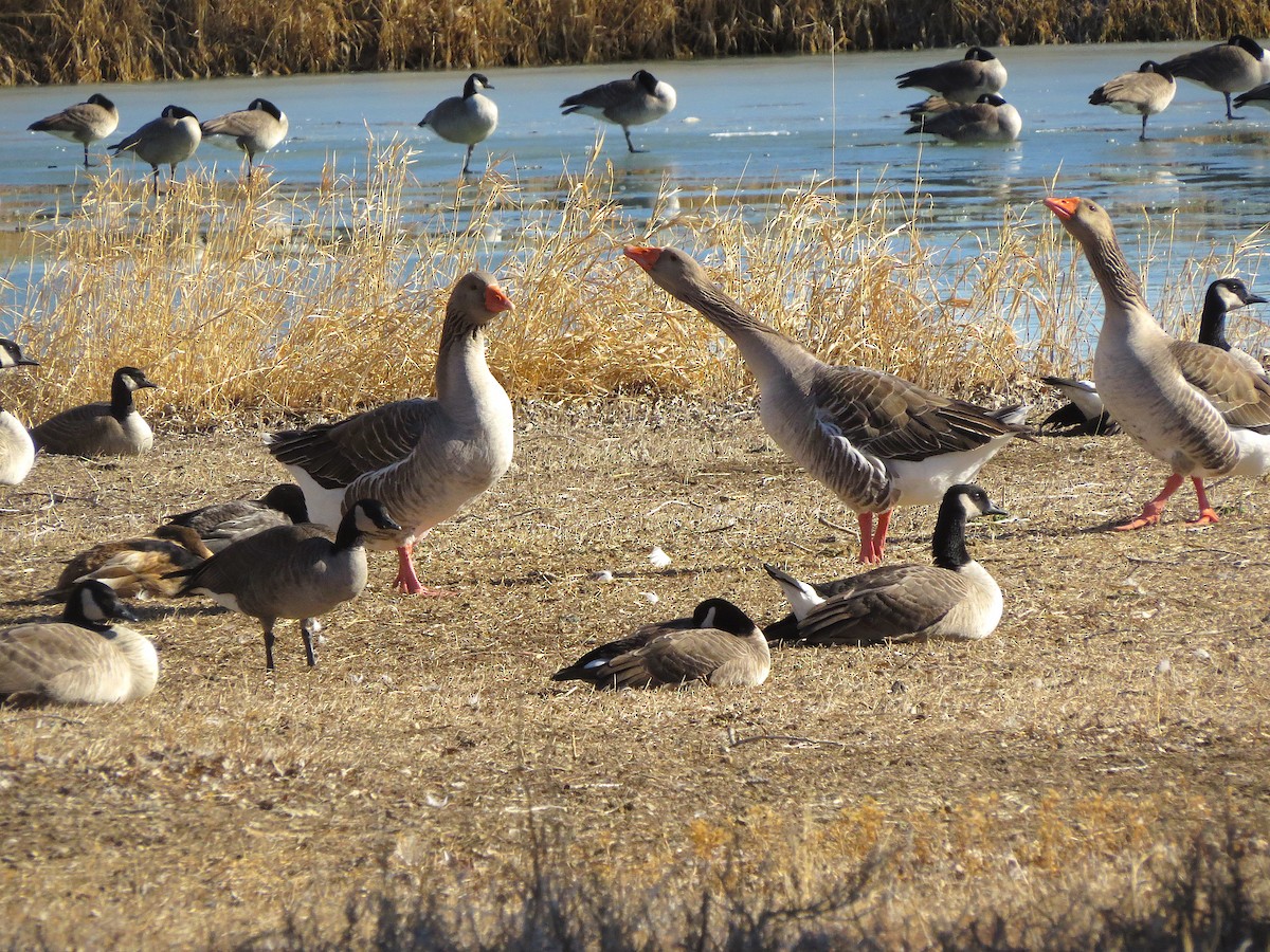 Graylag Goose (Domestic type) - Ted Floyd