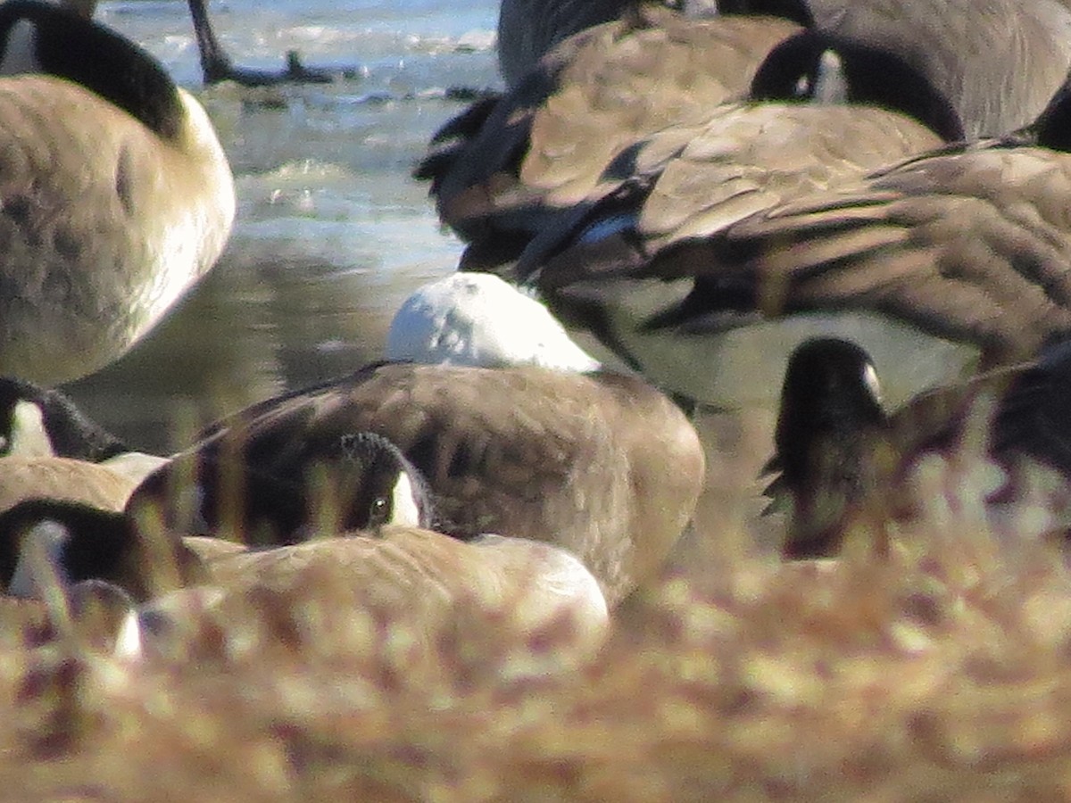 Snow/Ross's x Cackling/Canada Goose (hybrid) - Ted Floyd