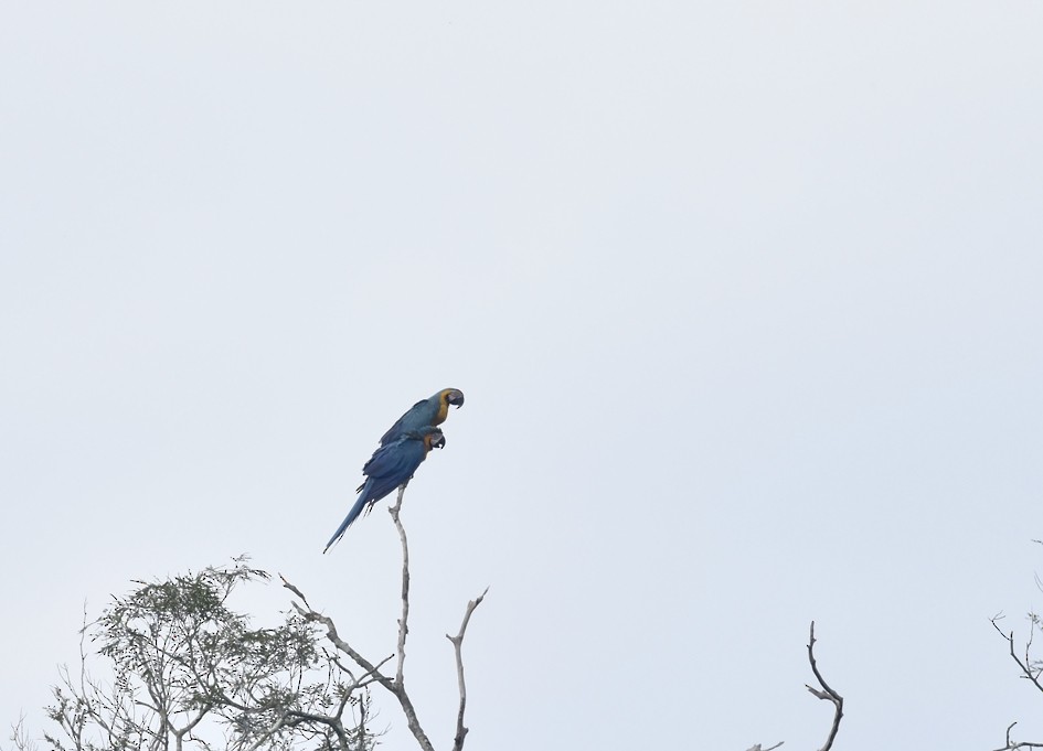 Blue-and-yellow Macaw - ML135123431