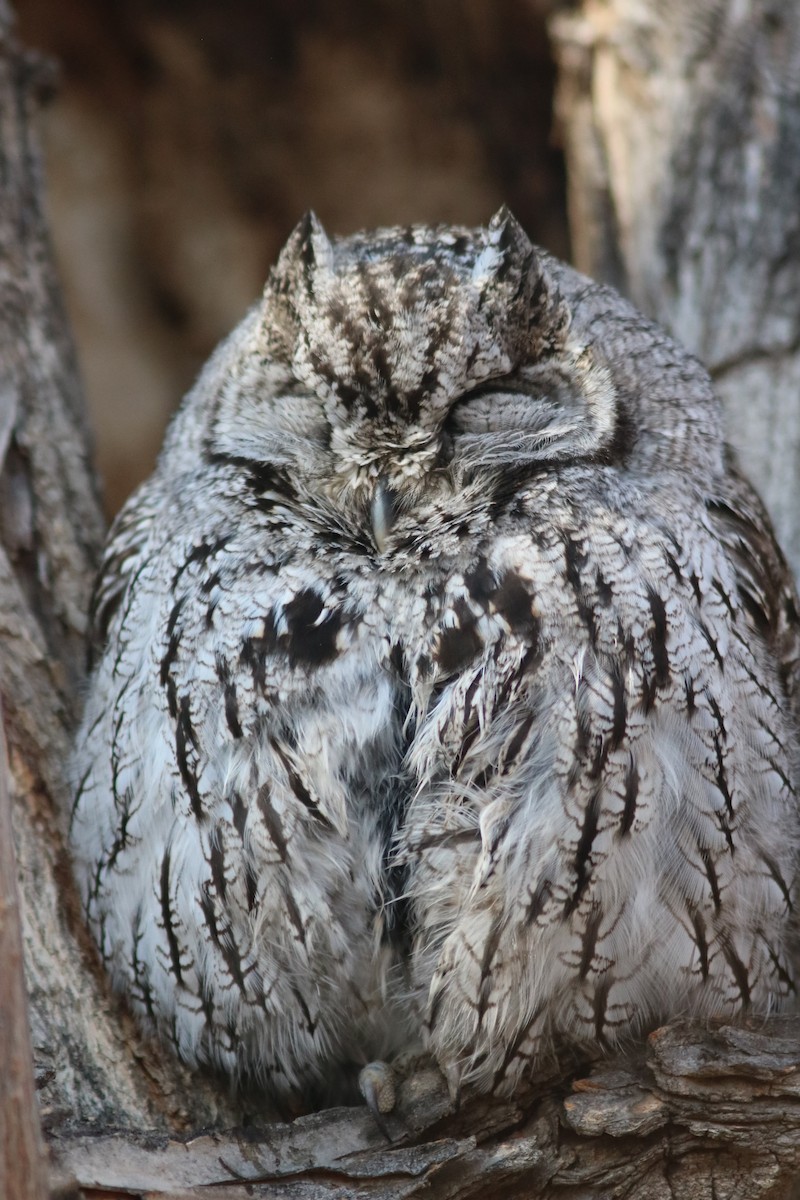 Western Screech-Owl - John Drummond