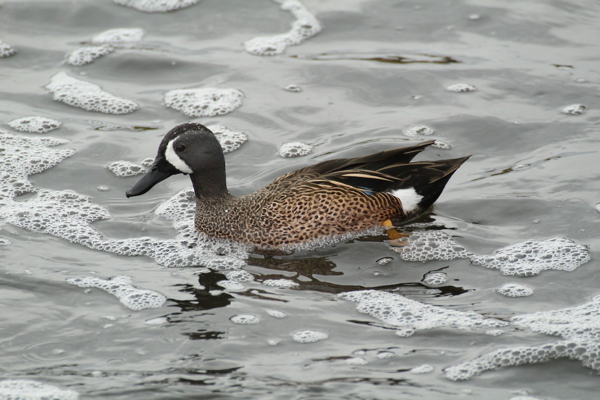 Blue-winged Teal - ML135126811