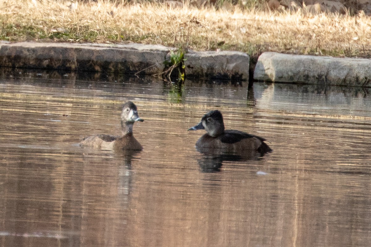Ring-necked Duck - ML135127591