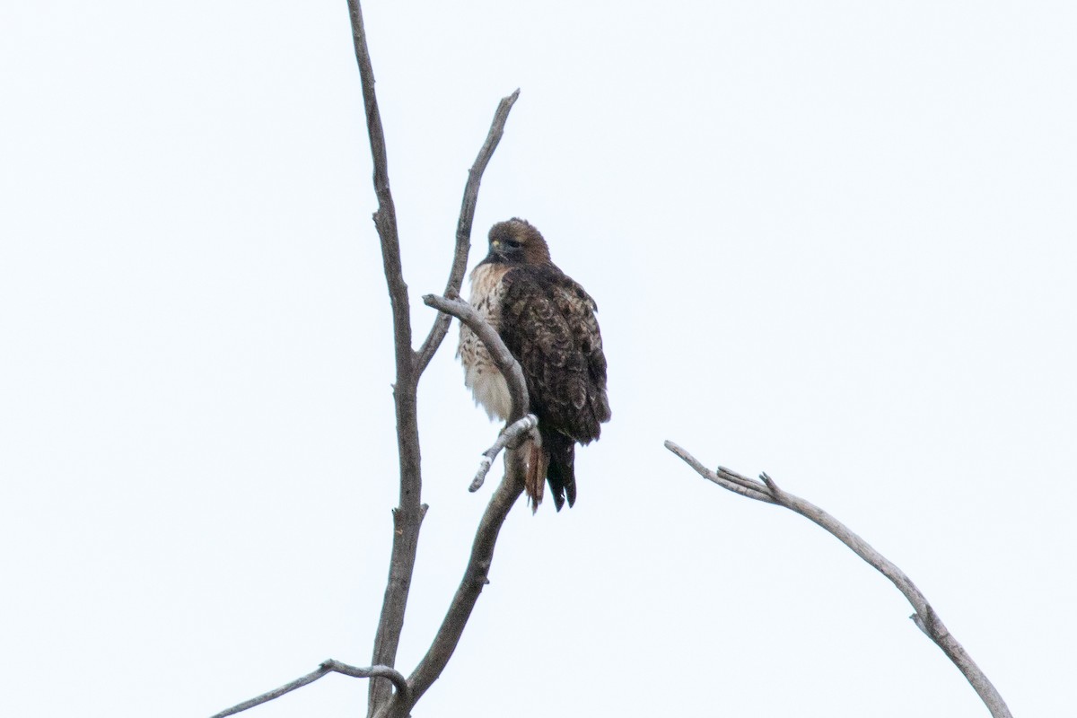 Red-tailed Hawk - ML135128341