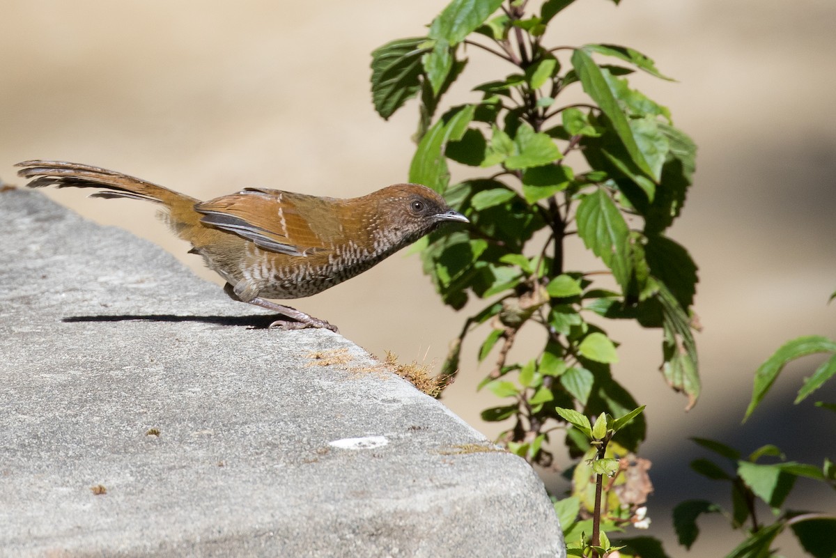 Brown-capped Laughingthrush - ML135128441