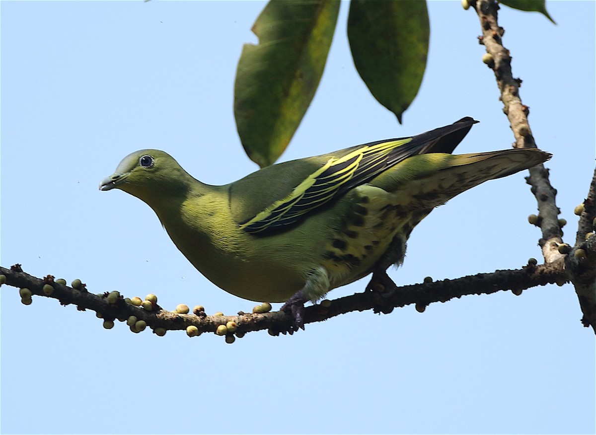 Gray-fronted Green-Pigeon - Savio Fonseca (www.avocet-peregrine.com)