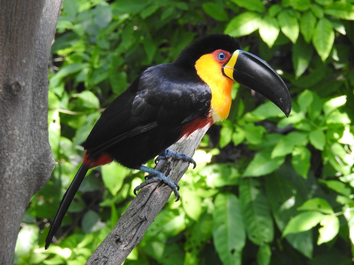 Channel-billed Toucan - Thays Hungria
