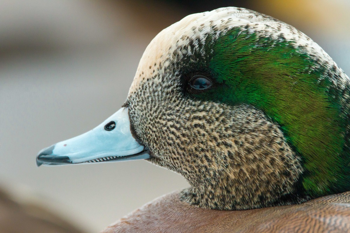 American Wigeon - Connor Charchuk