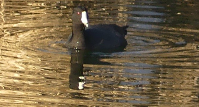 American Coot - Kevin Moore