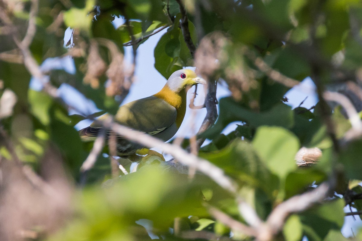 Yellow-footed Green-Pigeon - Doug Gochfeld