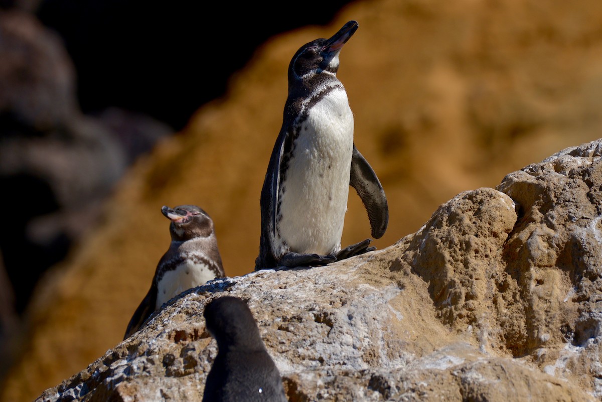 Galapagos Penguin - Anika Fiske