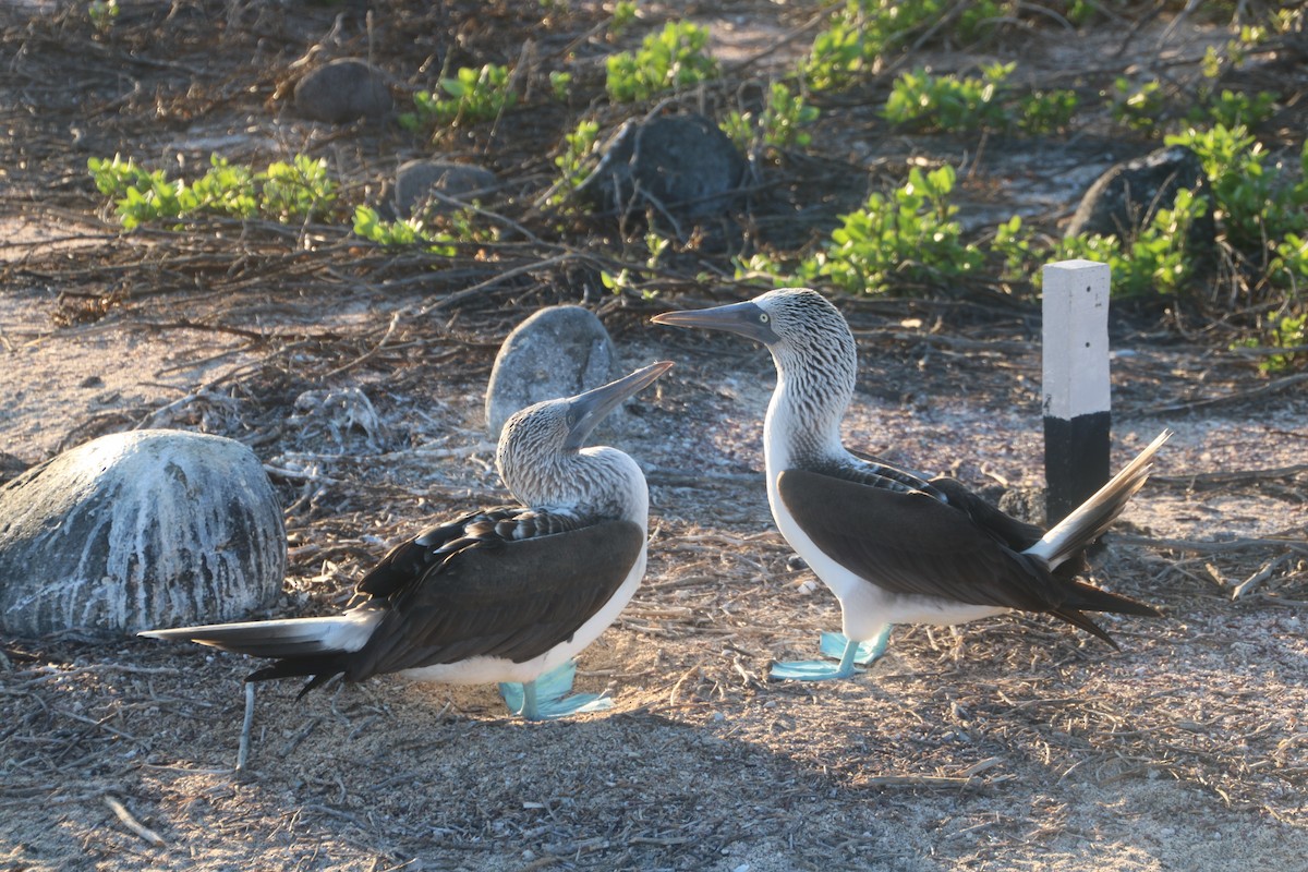Blue-footed Booby - ML135146761