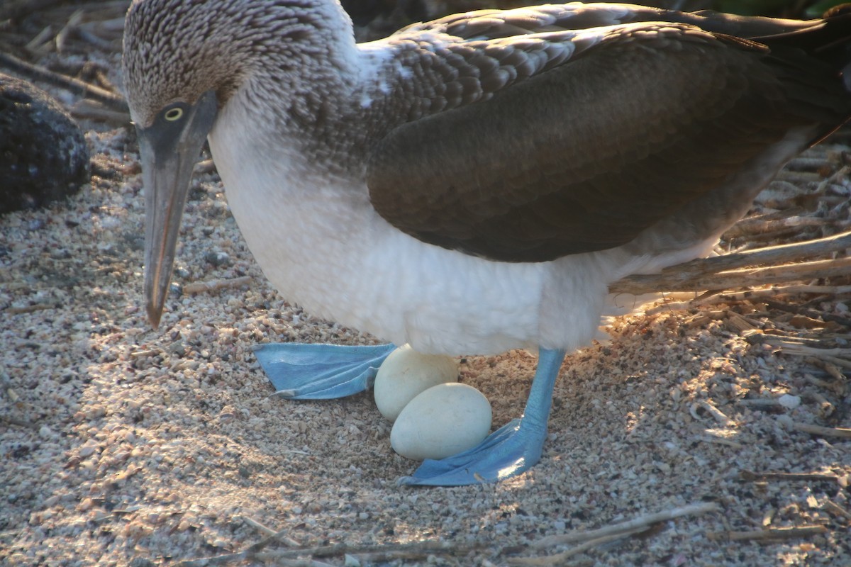 Blue-footed Booby - ML135146771