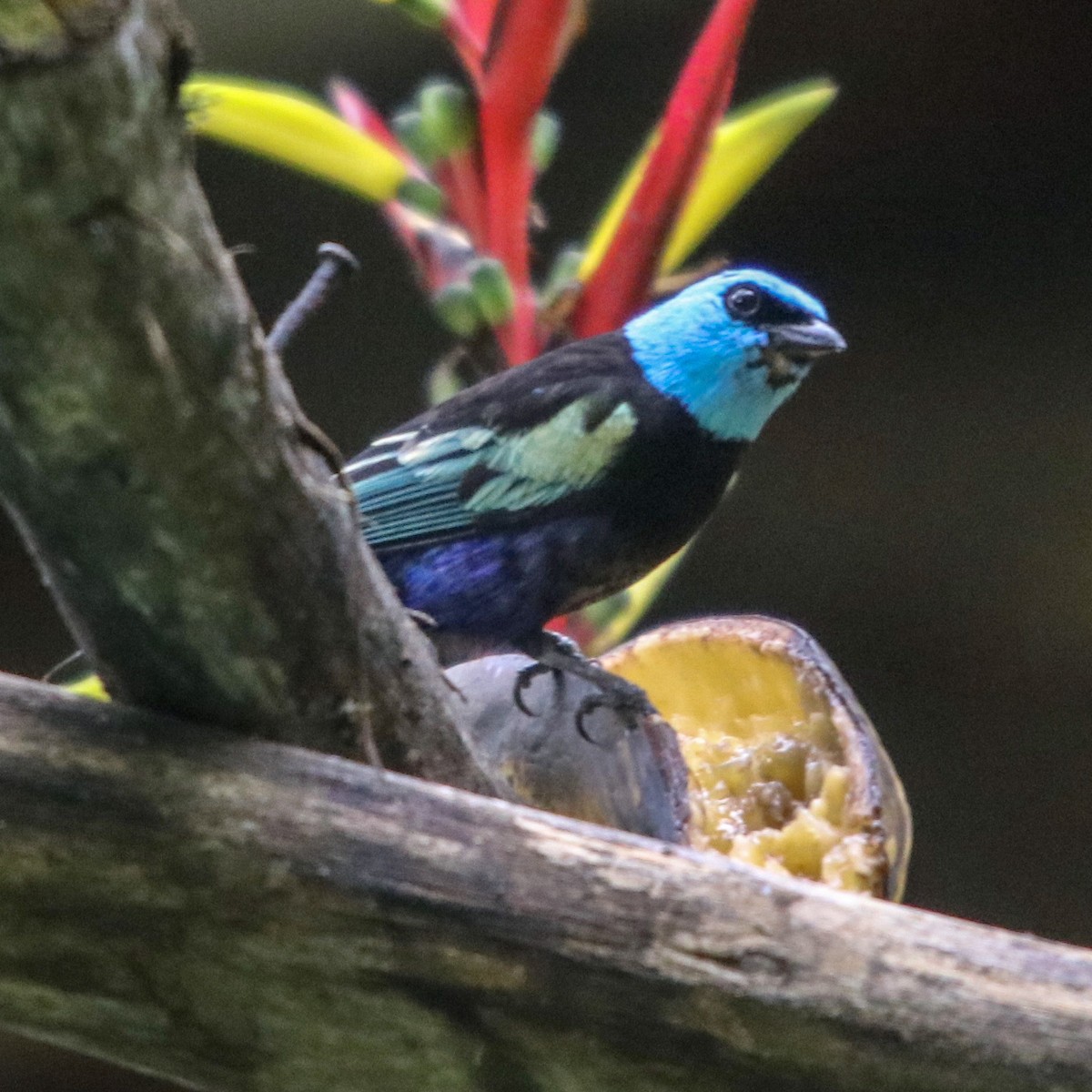 Blue-necked Tanager - ML135146951