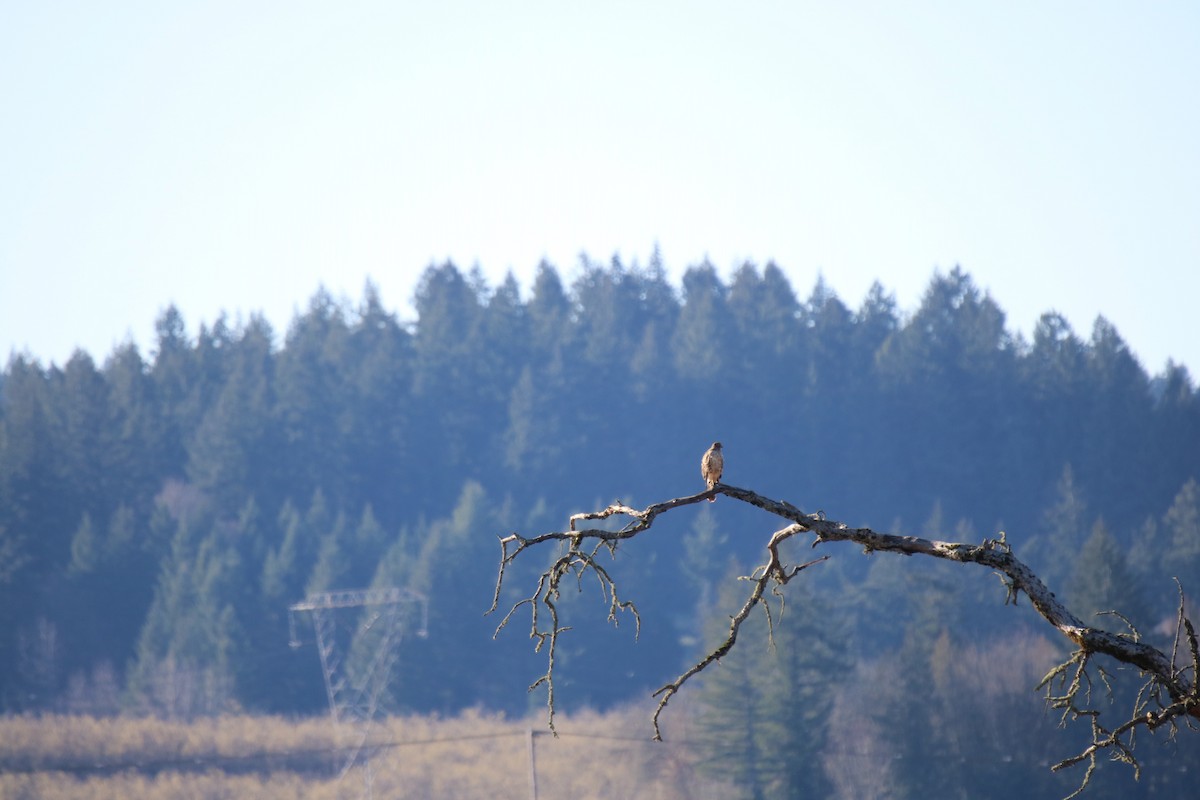 Red-tailed Hawk - ML135149251