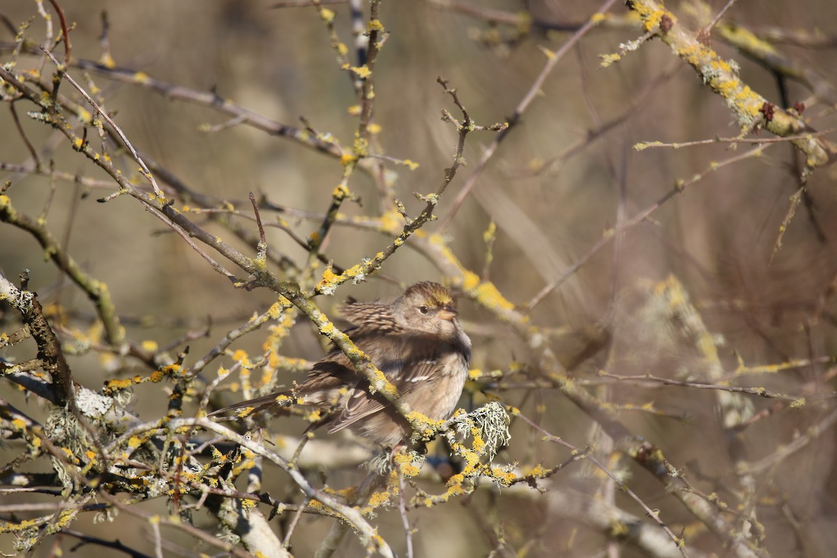 Golden-crowned Sparrow - ML135149671