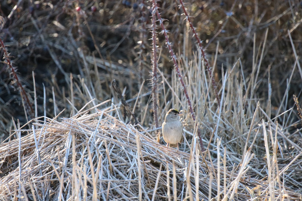 Golden-crowned Sparrow - ML135149691