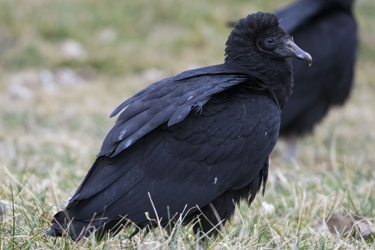 Black Vulture - Kori Sedmak