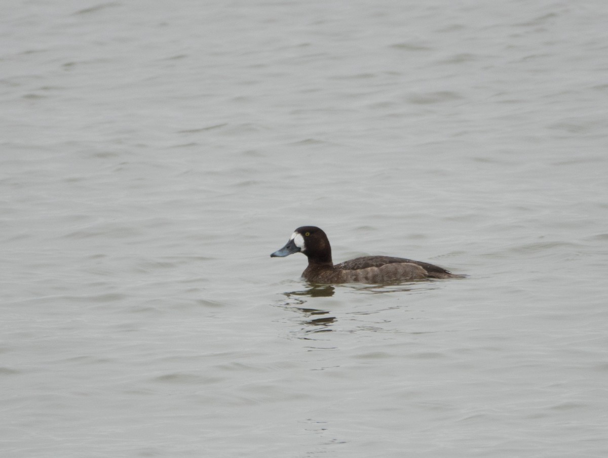 Greater Scaup - ML135159151