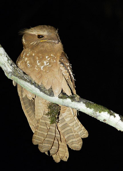 Large Frogmouth - ML135163681