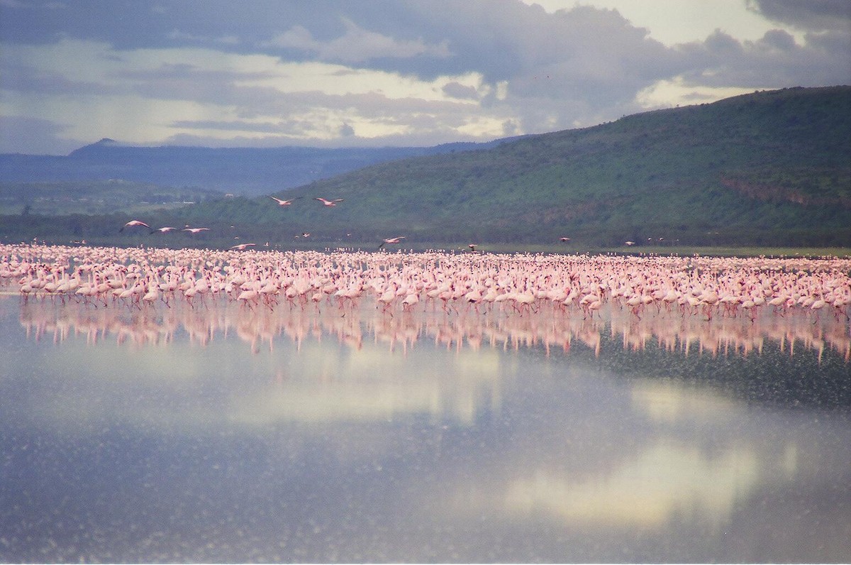 Greater Flamingo - Paulette Murray