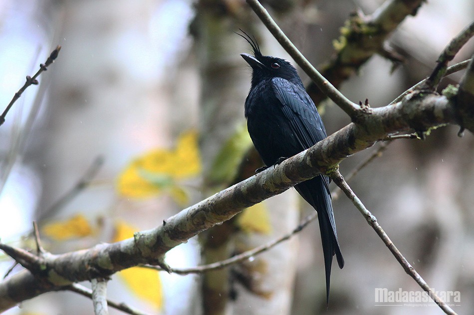 Crested Drongo - ML135169161