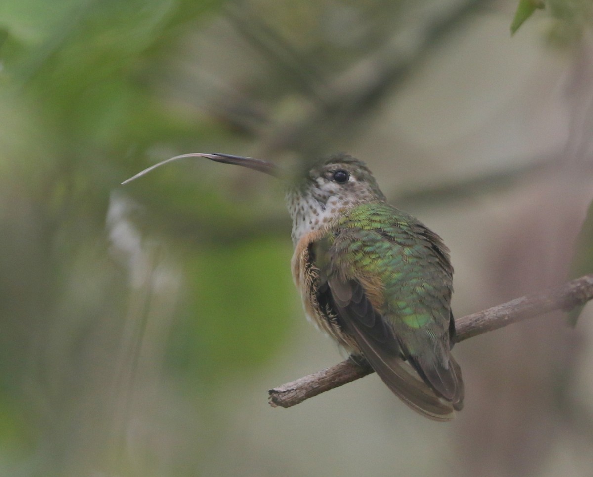 Calliope Hummingbird - joan garvey